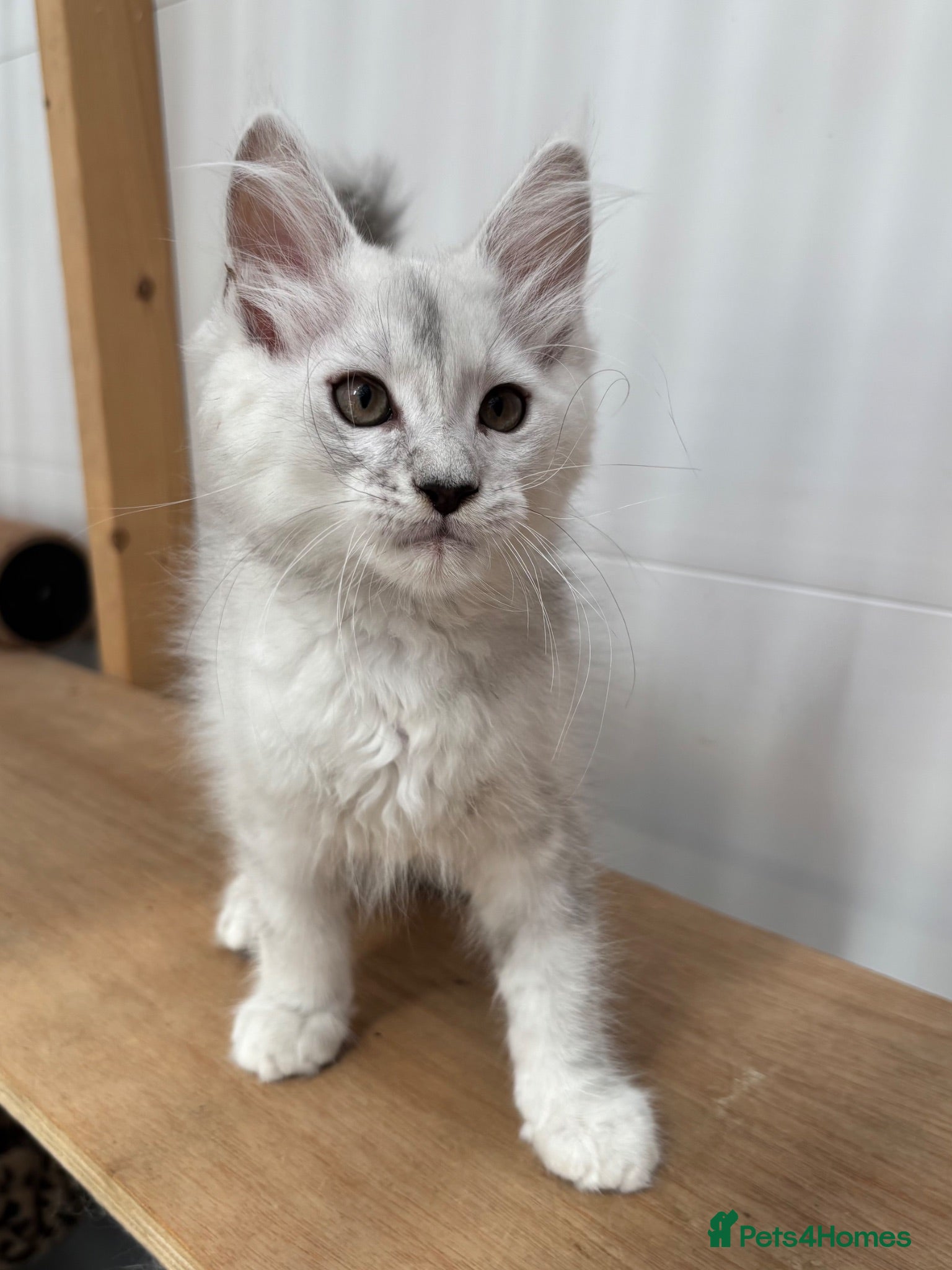 Maine Coon cats Tica registered Maine coons  - Advert 15