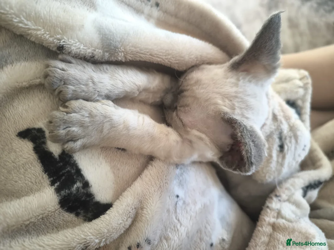 Devon Rex cats for sale: Devon Rex💕Blue Point Lynx Girl🩷 - Advert 16