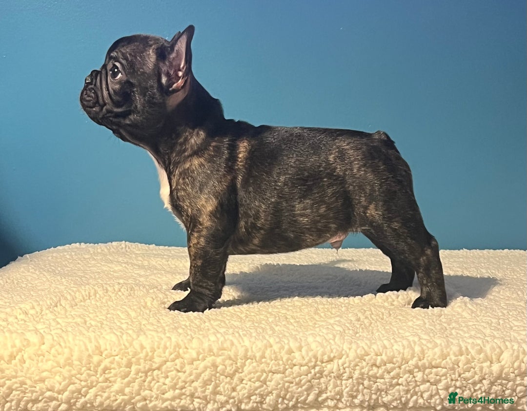 French Bulldog dogs for sale: Standard French bulldogs  - Image 31