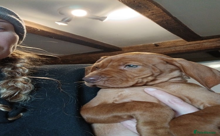Hungarian Vizsla dogs - Advert 3