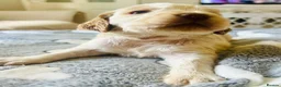 Cocker Spaniel dogs for sale: Stunning Cocker Spaniels  - Advert 21