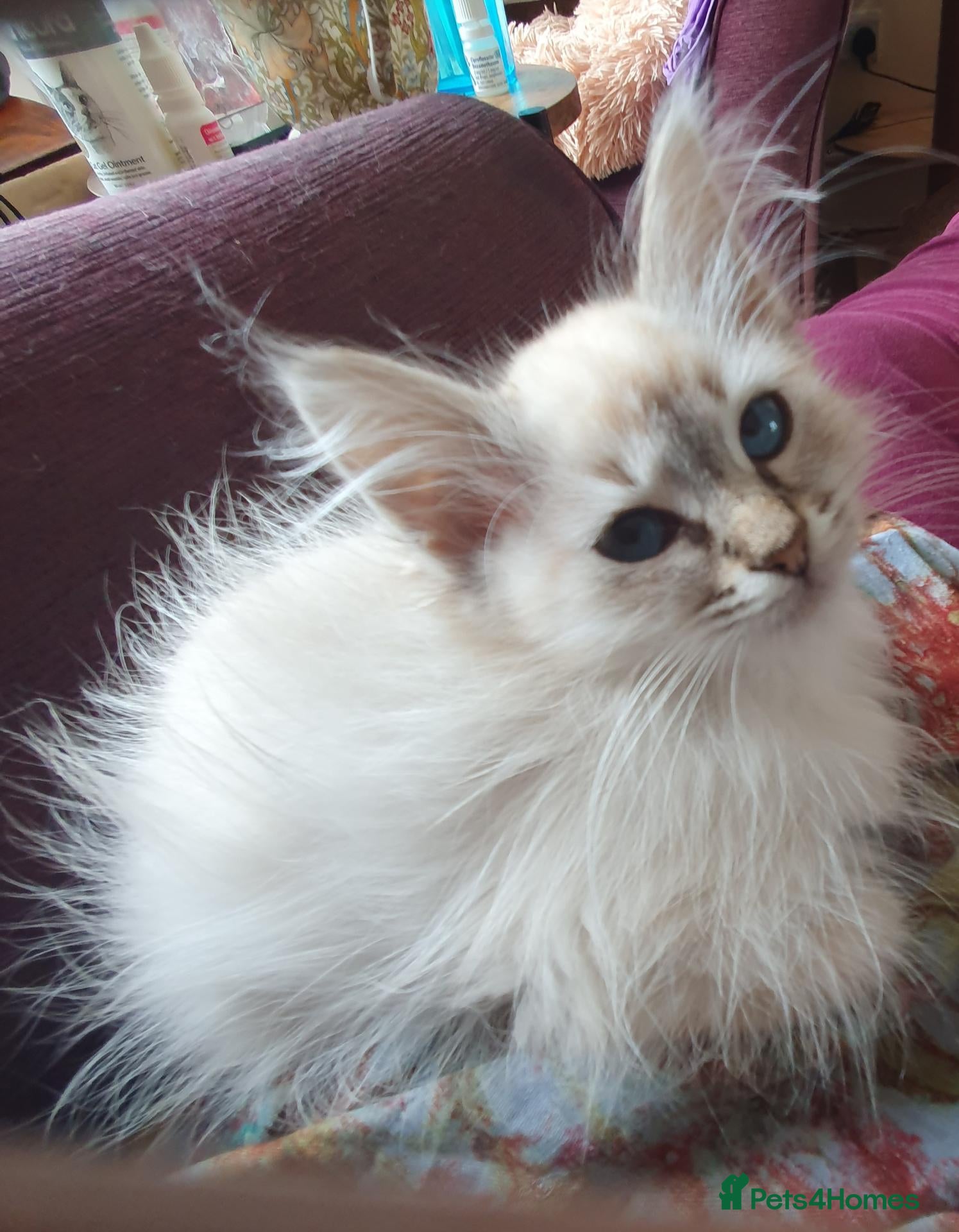 Siberian cats 2 LEFT - Fluffy Siberian Neva Masquerade Kittens - Advert 2