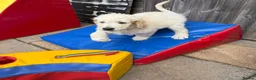 Goldendoodle dogs for sale: 🐾 Goldendoodle Puppies ready for forever homes 🐾 - Advert 9