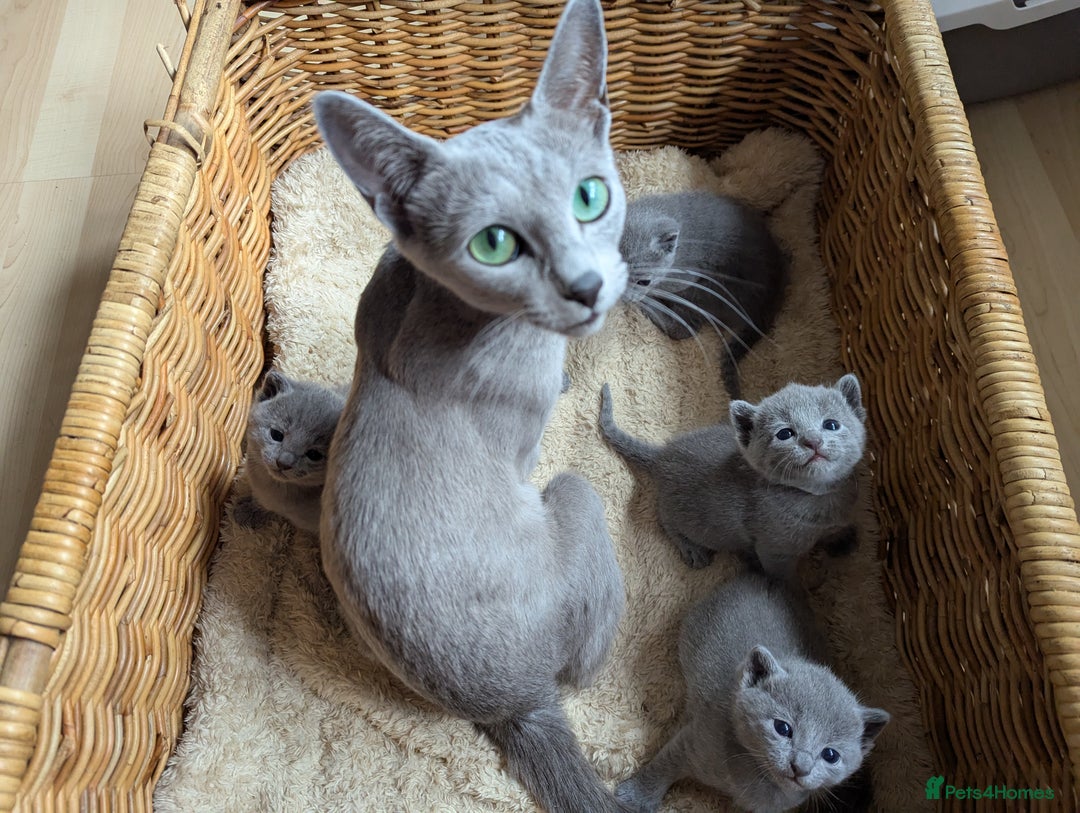 Russian Blue cats for sale: TICA Registered Affectionate Kittens - Image 7