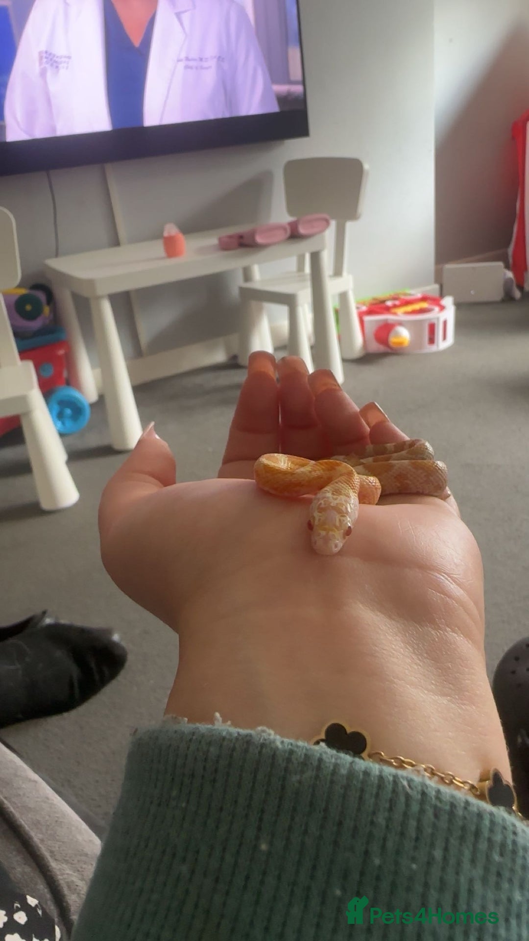 Corn Snake reptiles for sale: Butter motley Corn snake - Image 3