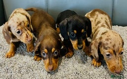Miniature Dachshund dogs for sale: MINIATURE DACHSHUND PUPPIES FOR SALE - Image 1