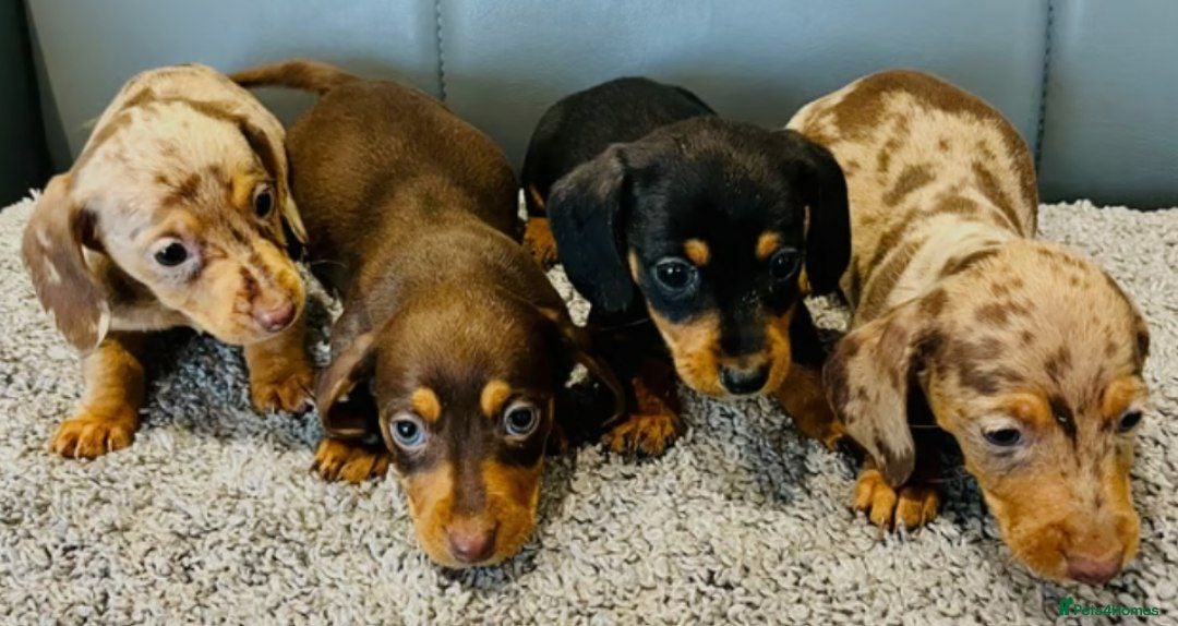 Miniature Dachshund dogs for sale: MINIATURE DACHSHUND PUPPIES FOR SALE - Image 1