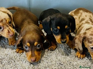 Miniature Dachshund dogs for sale - Advert 1