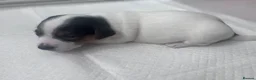 Jack Russell dogs for sale: Beautiful Jack Russell Puppies for Sale 🐶 - Advert 15