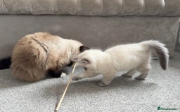 Ragdoll cats for sale: Champion blood dilute blue tabby ragdoll kitten - Image 10