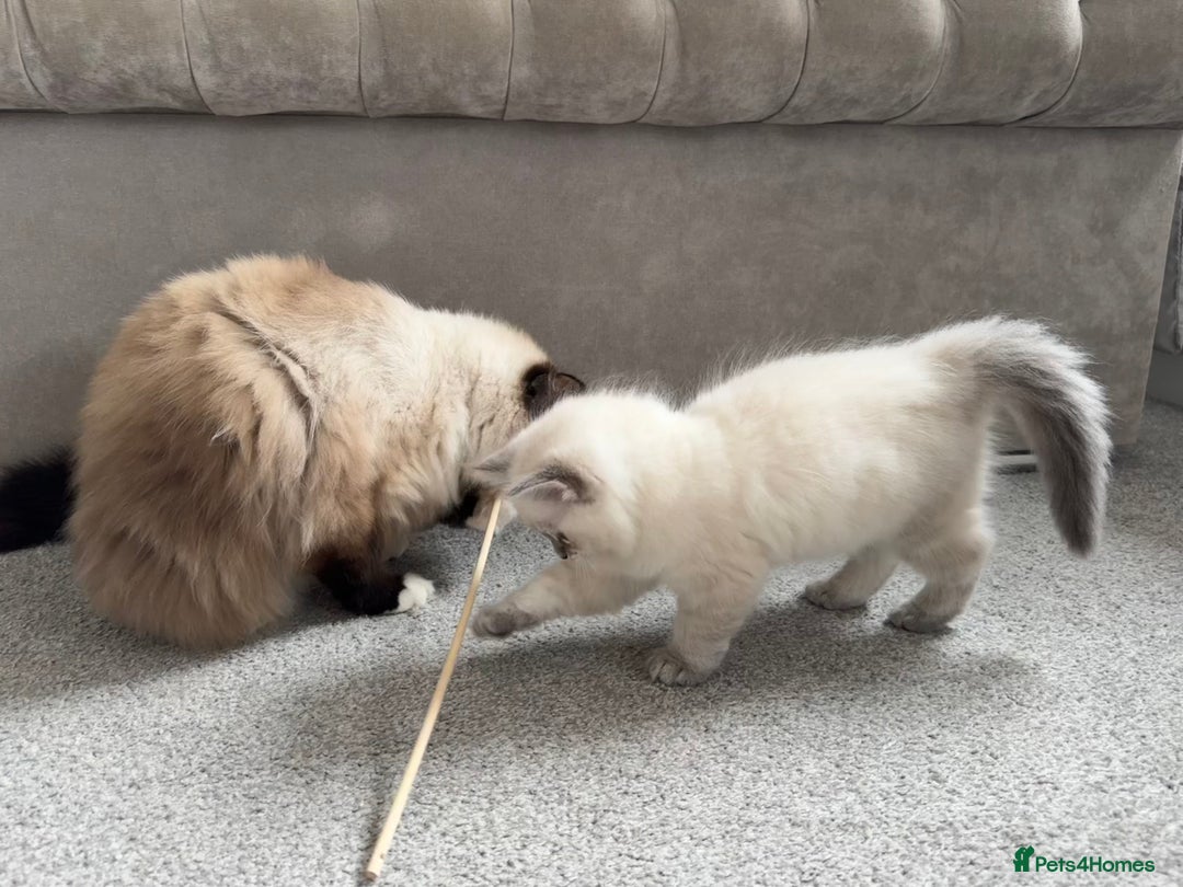 Ragdoll cats for sale: Champion blood dilute blue tabby ragdoll kitten - Image 10