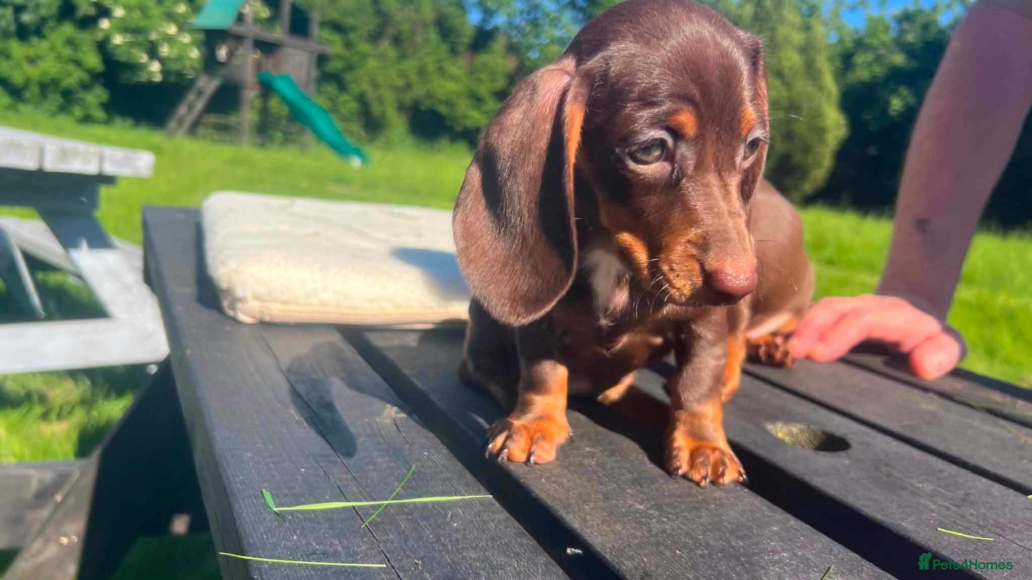 Miniature Dachshund dogs Reduced price -Mini Dachshund Puppies  Chocolate - Advert 5