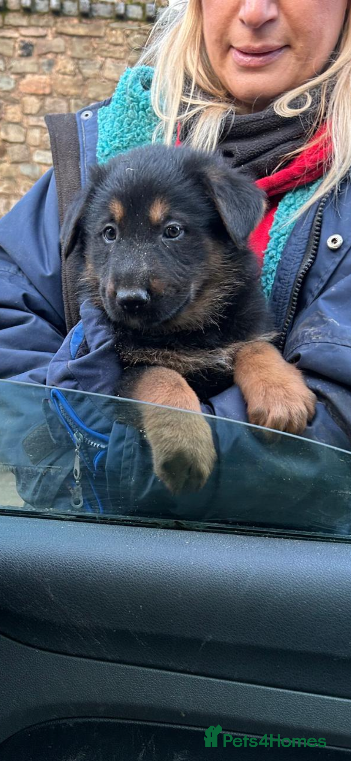 German Shepherd dogs Beautiful big German shepherd pups available  - Advert 3