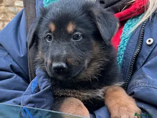 German Shepherd dogs Beautiful big German shepherd pups available - Advert 9