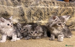 Maine Coon cats for sale: Maine coon kittens - Image 1