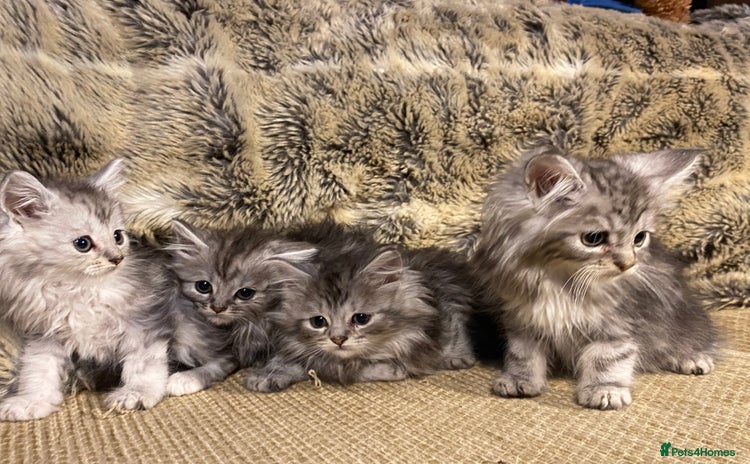 Maine Coon cats - Advert 1