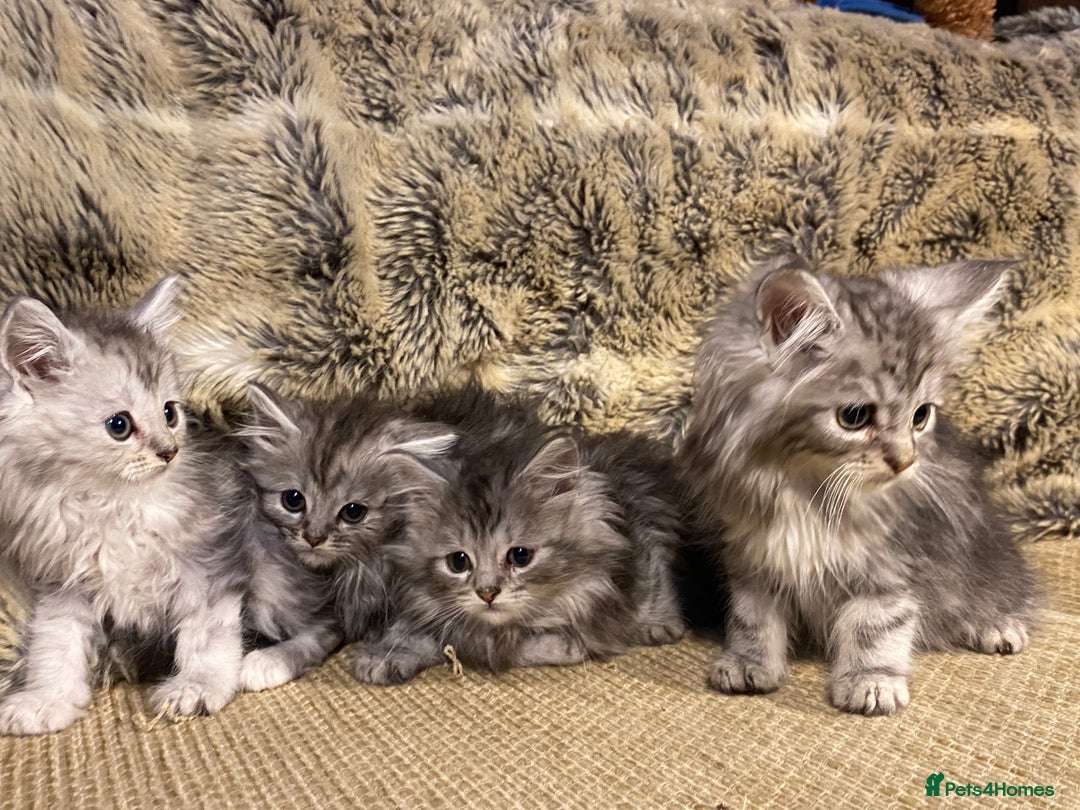 Maine Coon cats for sale: Maine coon kittens - Image 1