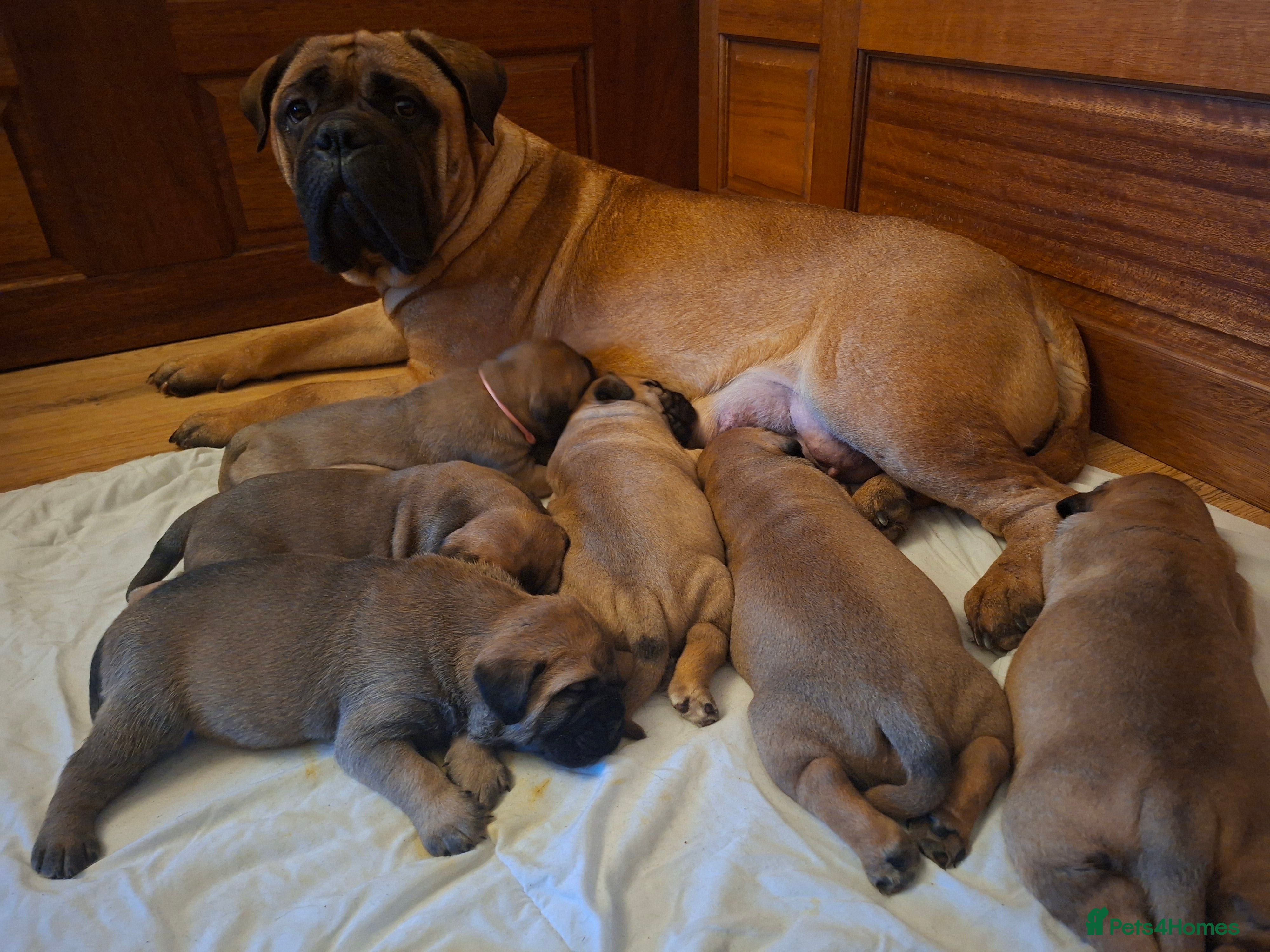 Bullmastiff dogs Exceptional litter of bullmastiffs  - Advert 1