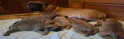 Bullmastiff dogs for sale: Exceptional litter of bullmastiffs  - Advert 1
