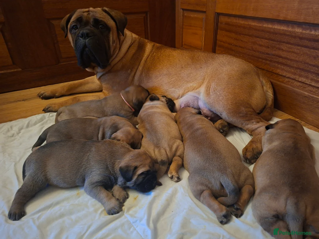 Bullmastiff dogs for sale: Exceptional litter of bullmastiffs  - Advert 1