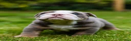 English Bulldog dogs for sale: English Bulldog Puppies  - Advert 5