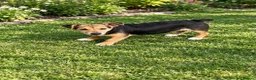 Jack Russell dogs for sale: 3 year old Jack Russell boy in Cambridge - Advert 3
