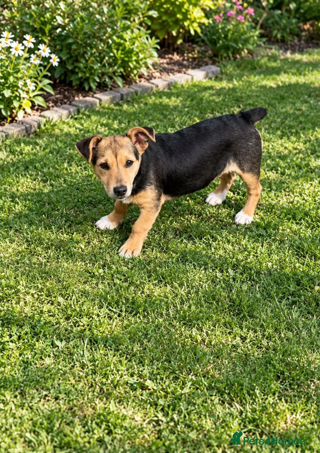 Jack Russell dogs for sale: 3 year old Jack Russell boy in Cambridge - Advert 3