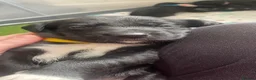 Mixed Breed dogs for sale: Mixed breed puppies - Advert 3