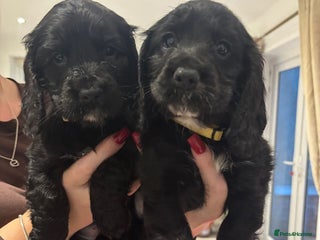 Cocker Spaniel dogs - Advert 6