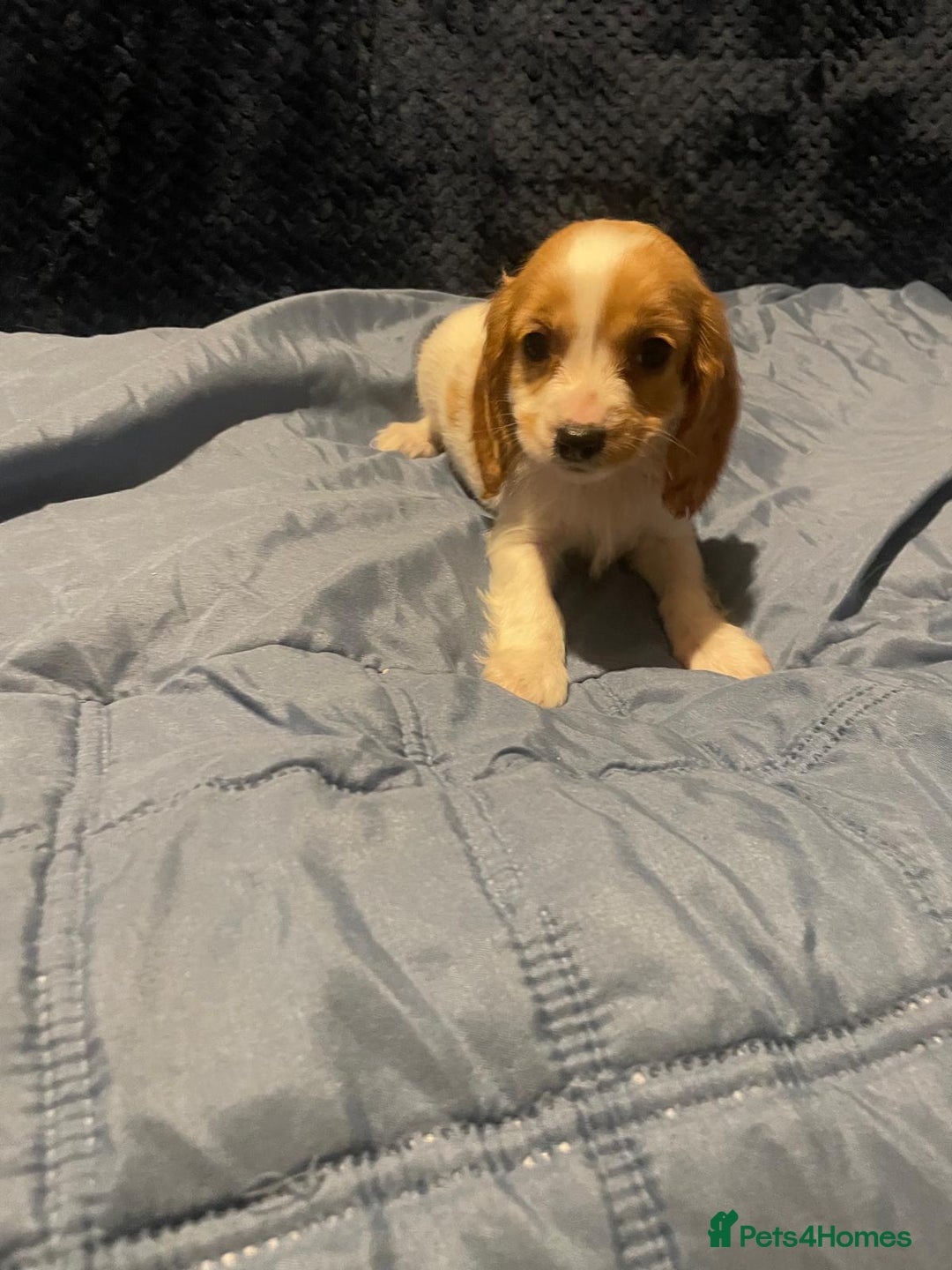 Cavapoo dogs for sale: Cavapoo puppy's  - Advert 9