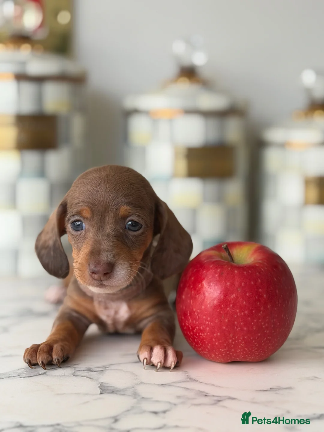 Miniature Dachshund dogs for sale: ⭐️Tiny Health tested mini dachshunds ⭐️ 🦴🐶🐾🐾 - Advert 2