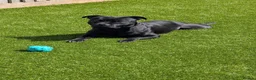 Staffordshire Bull Terrier dogs for sale: Staffordshire bull terrier pups  - Advert 10