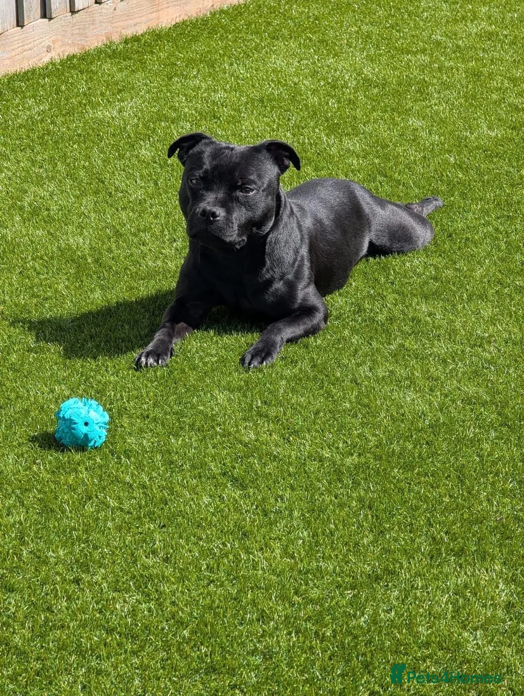Staffordshire Bull Terrier dogs for sale: Staffordshire bull terrier pups  - Advert 10