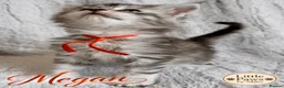 Maine Coon cats for sale: 🌿 THE HERITAGE COLLECTION 🌿 - Advert 6