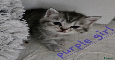 Persian cats - Advert 2