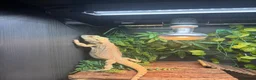 Bearded Dragon reptiles for sale: Bearded dragon and full set up - Advert 3