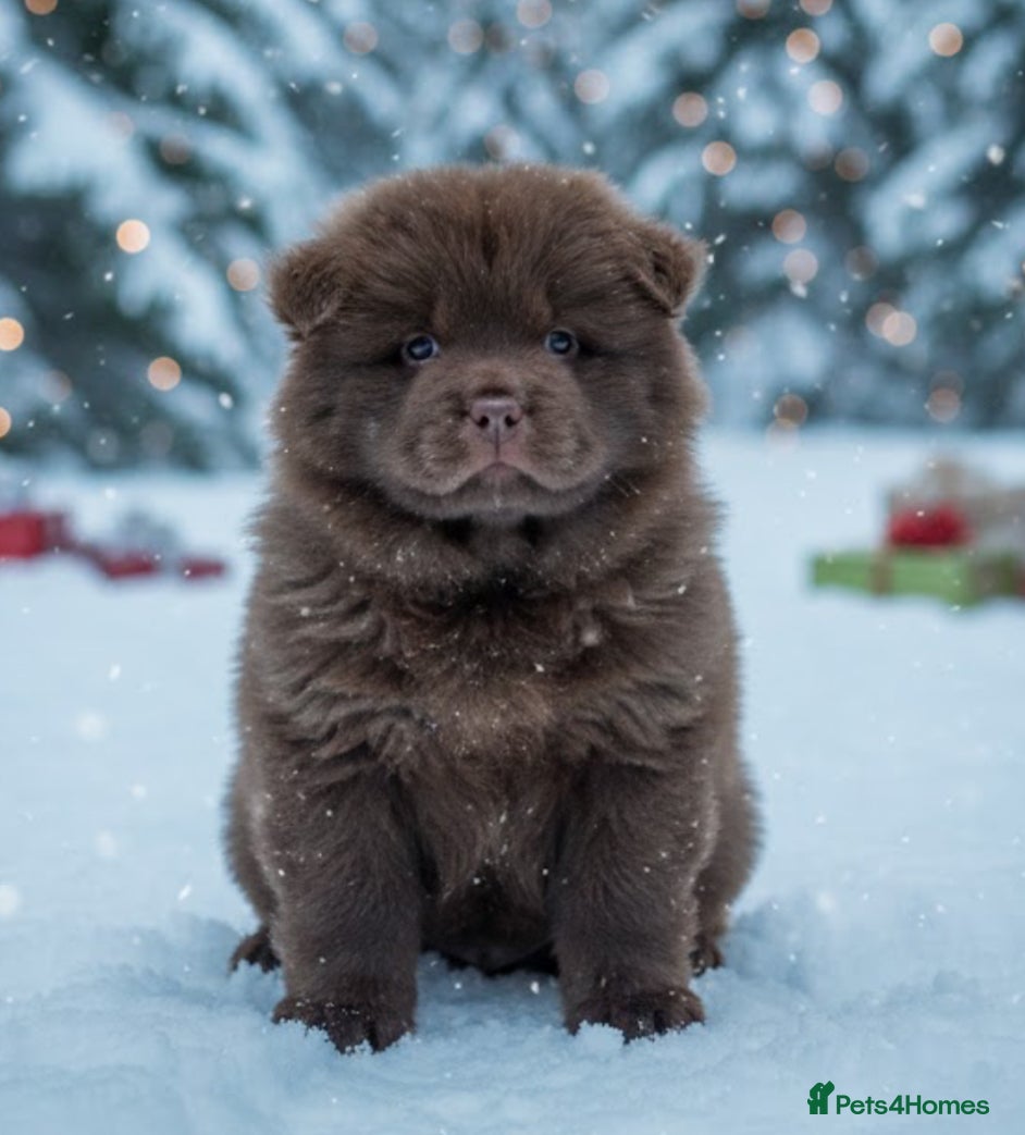 Chow Chow dogs Chow chow pups SMOOTH and FlUFFY coats  - Advert 1