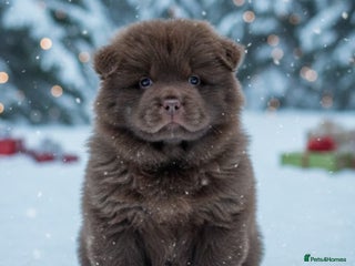 Chow Chow dogs Chow chow pups SMOOTH and FlUFFY coats - Advert 1