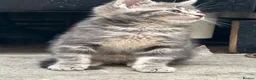 Mixed Breed cats for sale: Kittens  in Bradford - Advert 8