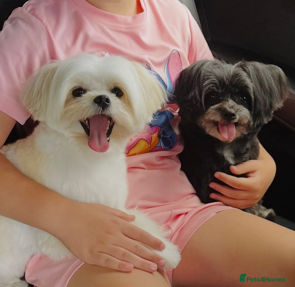Maltipom dogs 2 absolute princesses  - Advert 1