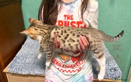 Mixed Breed cats for sale: All went to a good home 💕 thanks - Image 4