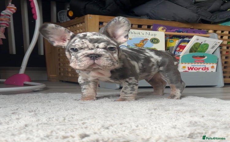 French Bulldog dogs - Advert 4