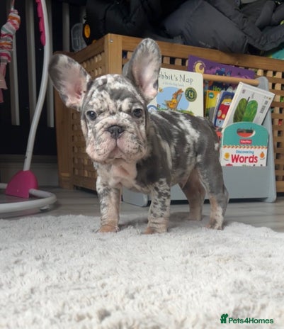 French Bulldog dogs - Advert 4