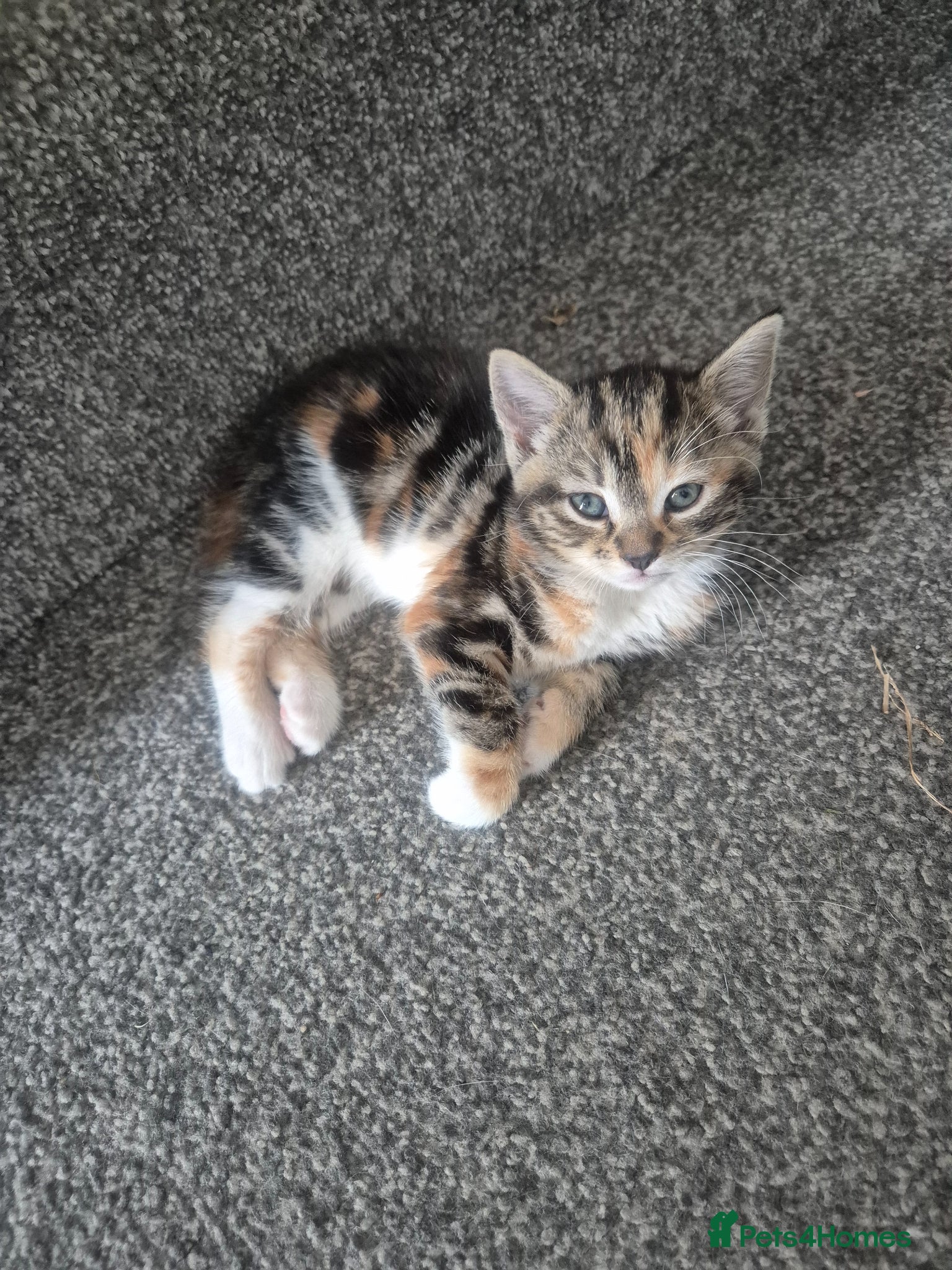 British Shorthair cats for sale: Three adorable kittens  in London - Advert 11