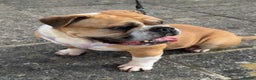 English Bulldog dogs for adoption: LACY 4yr old English Bulldog - Advert 3