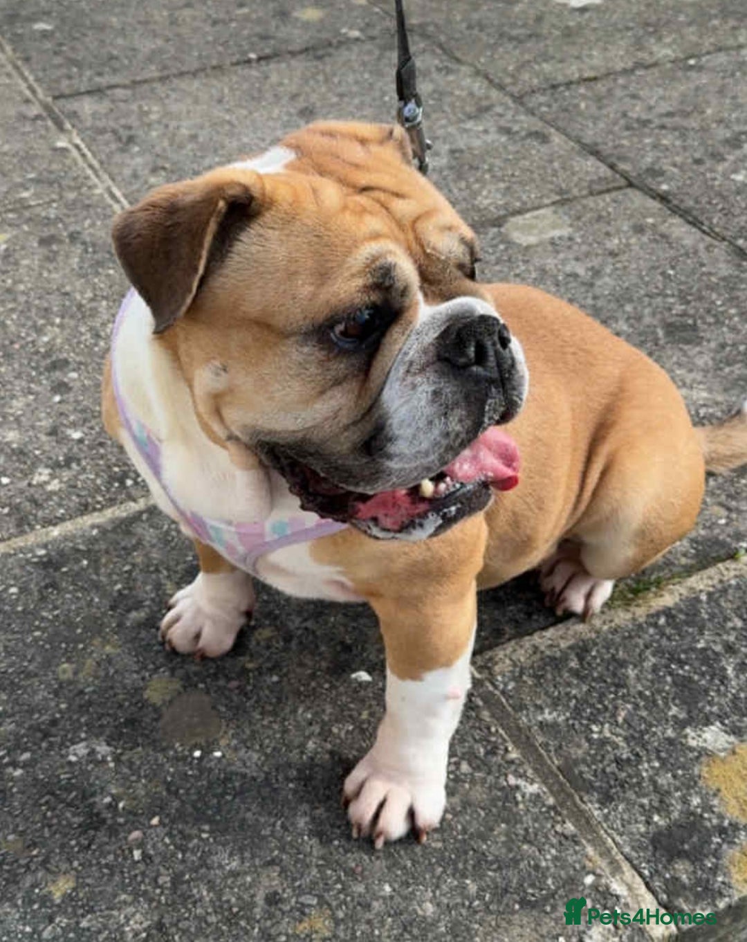 English Bulldog dogs for adoption: LACY 4yr old English Bulldog - Advert 3