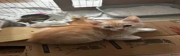 Mixed Breed cats for sale: Bengal and British shorthair short hair mix - Advert 27