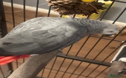 Parrots birds for sale: African grey parrot called Richie comes with cage  - Advert 2
