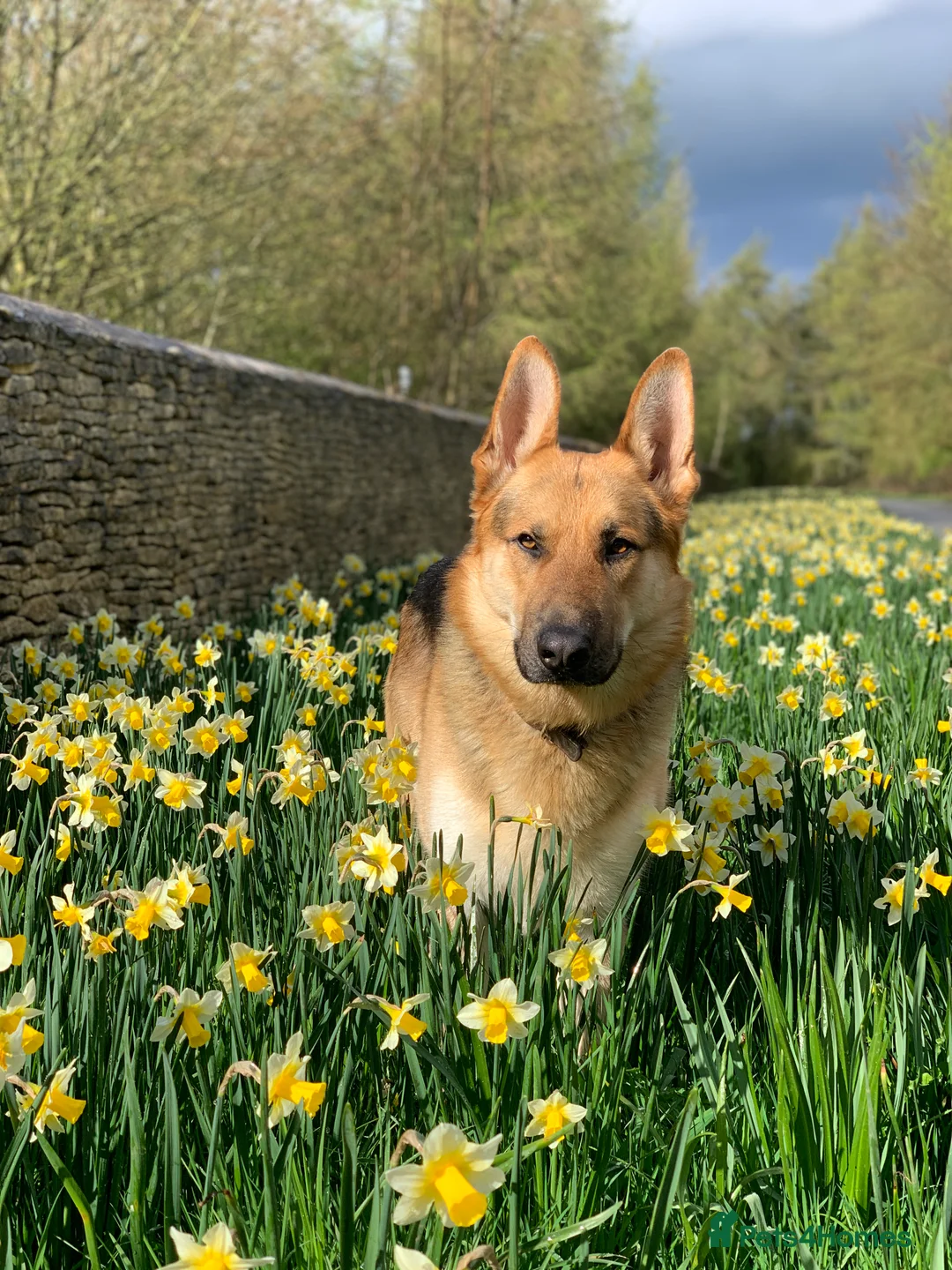 German Shepherd dogs for stud: Spectacular GSD wolfdog *for Stud only* in Dursley - Advert 3