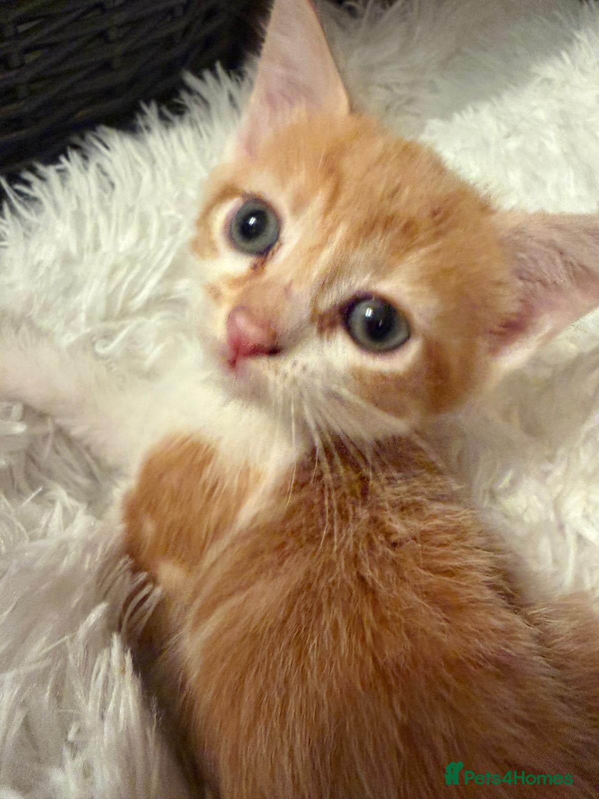 Mixed Breed cats 8 Week old female cat - Advert 2